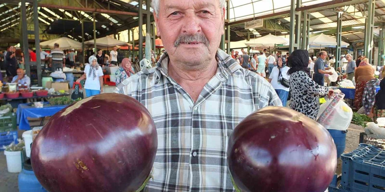 Karpuz büyüklüğündeki kiloluk patlıcanlar ilgi görüyor