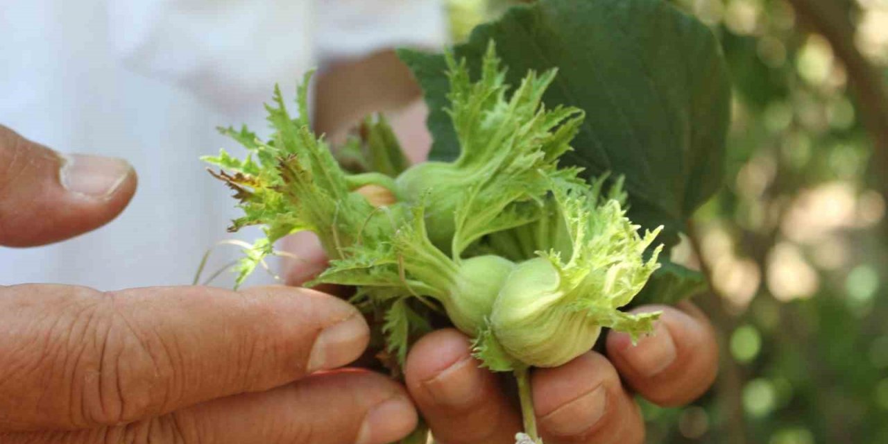 Fındık üreticisine ’erken hasat’ uyarısı: Zararı 240 milyon TL