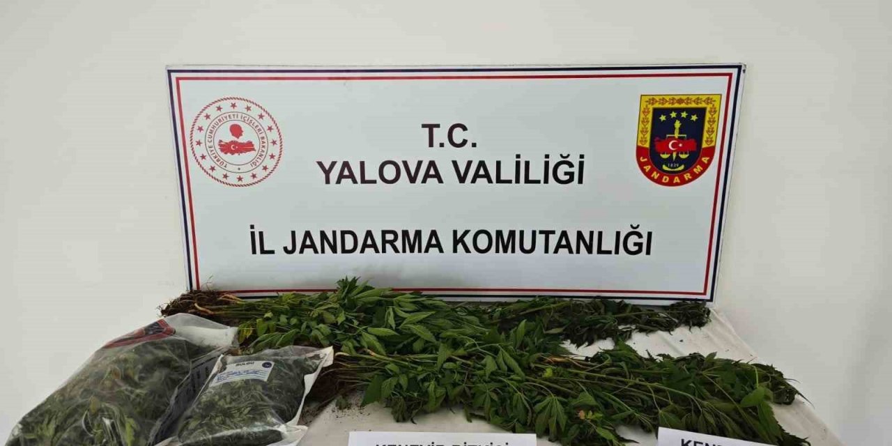Yalova’da kenevir yetiştirilen villaya operasyon: 1 tutuklama