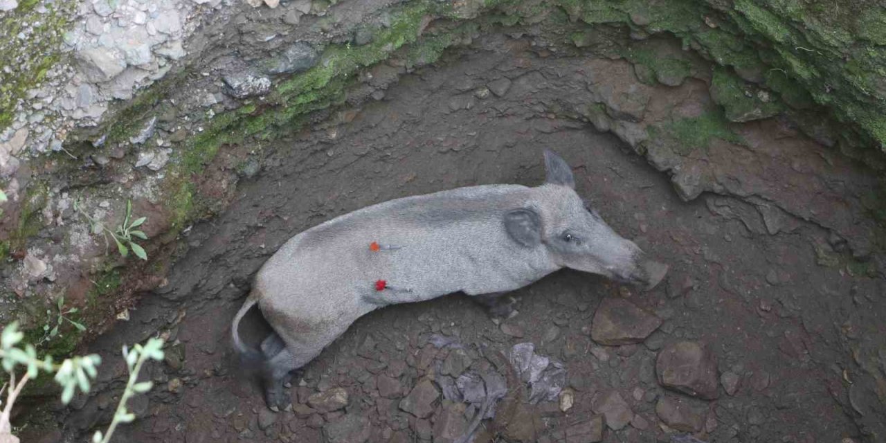 Anne domuz 5 saatlik operasyonla kuyudan çıkarıldı