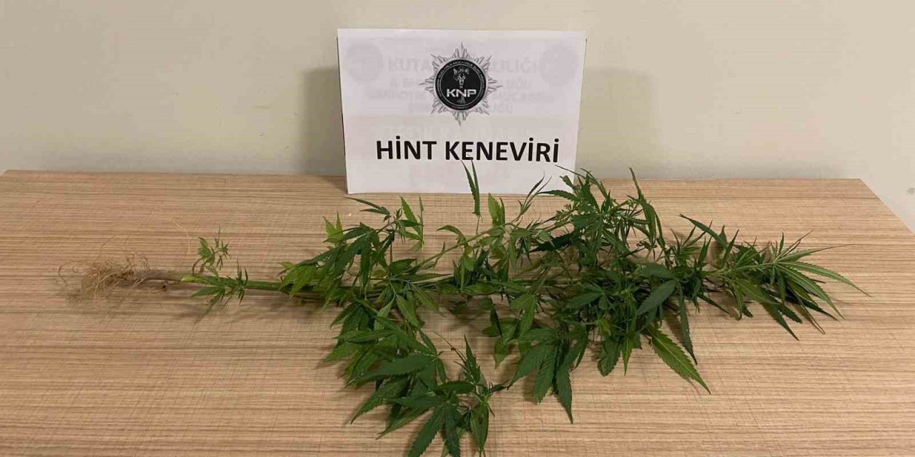 Kütahya’da bir evde Hint keneviri ele geçirildi