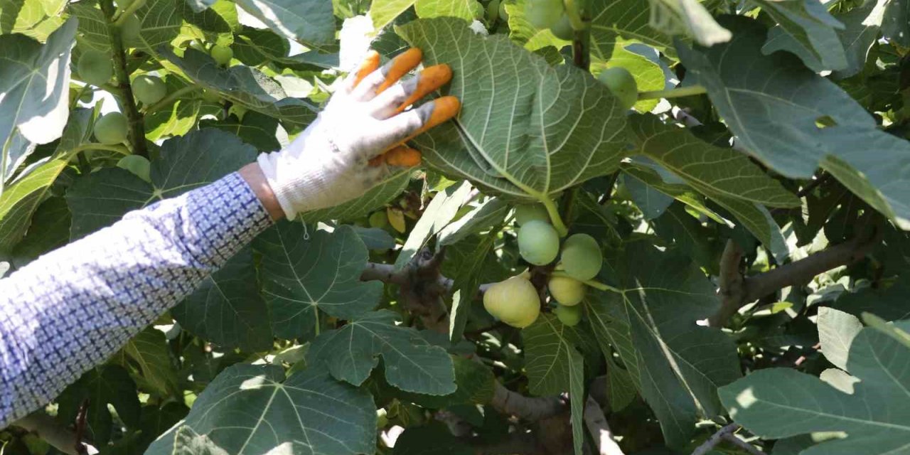 Tescilli Abbas incirinde hasat başladı