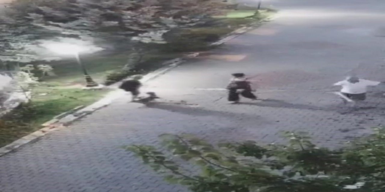 Ankara’da yaşlı kadına köpek saldırdı