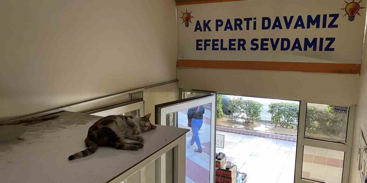 Sevimli kedi sıcak havadan parti binasına sığınarak korunmaya çalıştı
