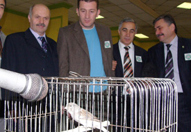 Kanaryalara "Bülbül" eğitimi