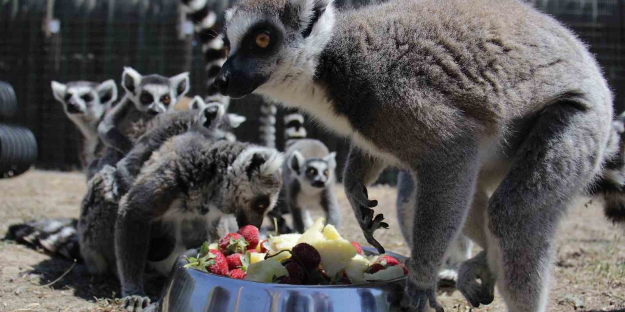 Hayvanlara yaza özel ‘buzlu menü’