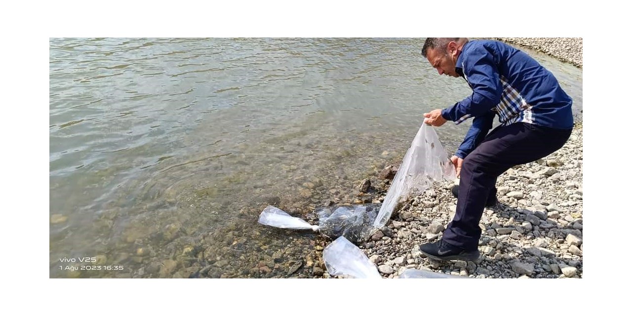 Şuhut’ta göletlere 115 bin yavru sazan balığı bırakıldı