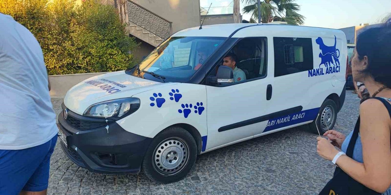 Yangında kurtarılan kaplumbağalar tedavi ediliyor