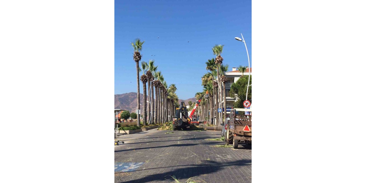Marmaris’in sembolü palmiyelerin bakımı yapılıyor