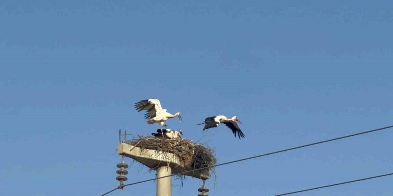 Leylekler yavrularını güneşten korumak için onlara gölge oluyor
