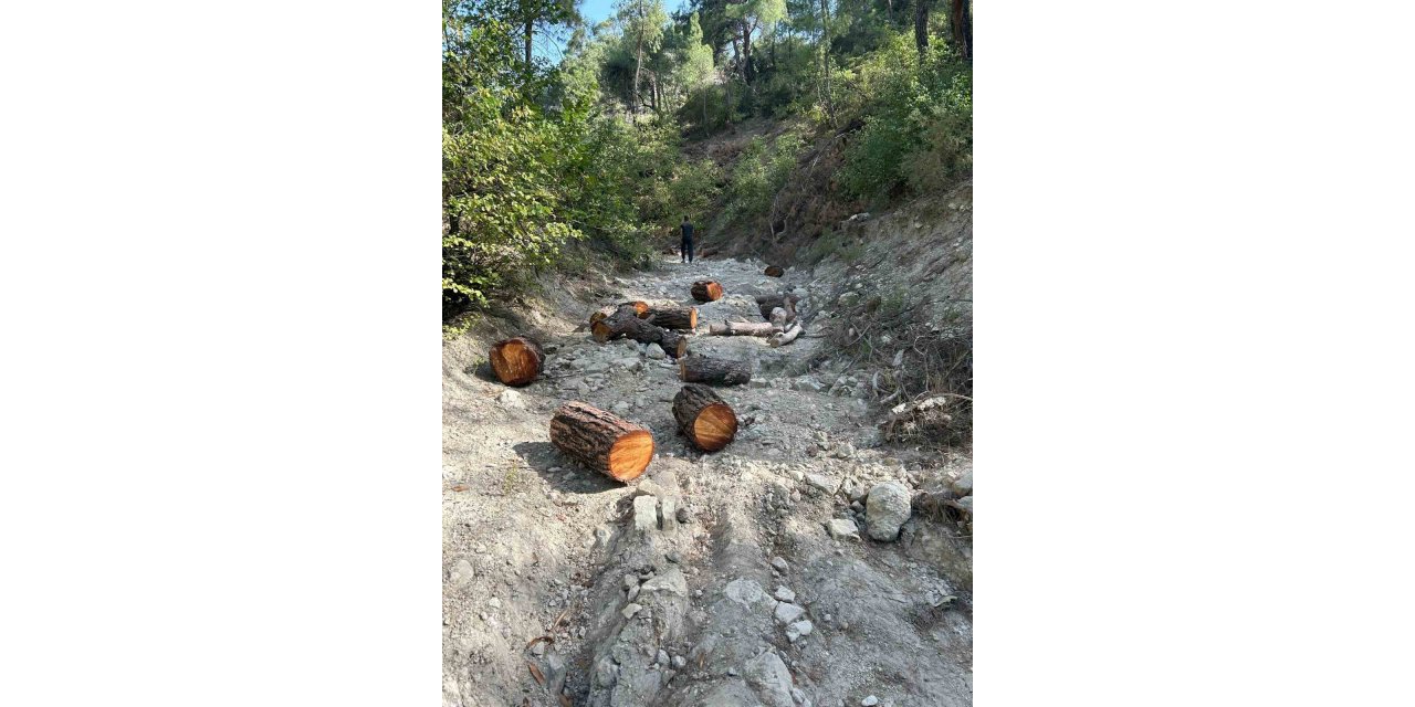 Ormandan izinsiz 11 adet ağaç kesen şahıs yakalandı