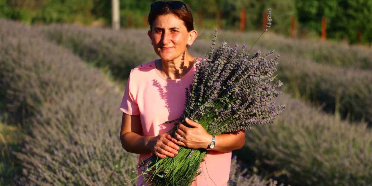 Burası Hollanda değil, Amasya’daki lavanta bahçesi