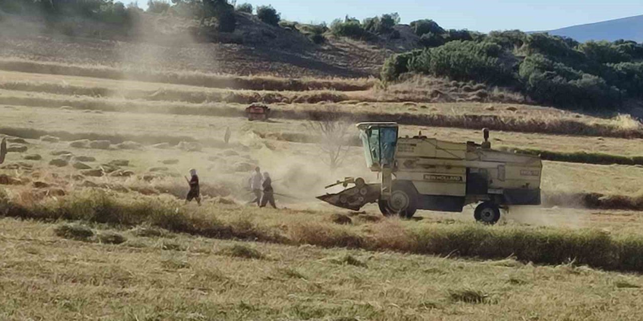 Anasonun anavatanında hasat sona erdi