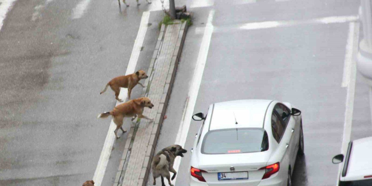 Samsun Valiliği’nden ‘sokak hayvanları’ kararı
