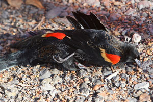 Gökten yine ölü kuş yağdı!