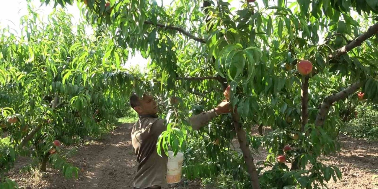 Şeftalide bu yıl rekolte düşük ama kalite iyi