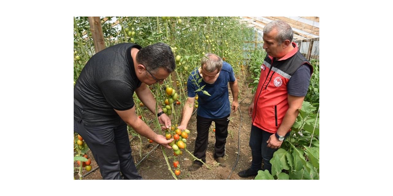 Ordu’da örtü altı yetiştiriciliği 9 yılda yüzde 80 arttı