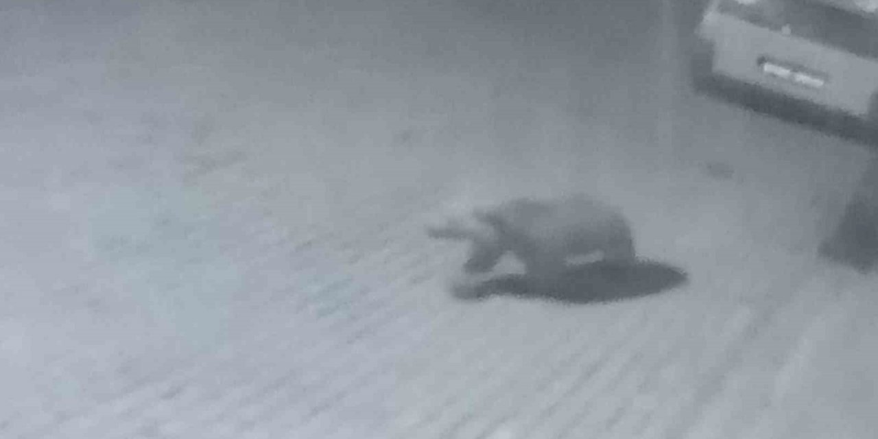 İlçe merkezine inen ayı kamerada