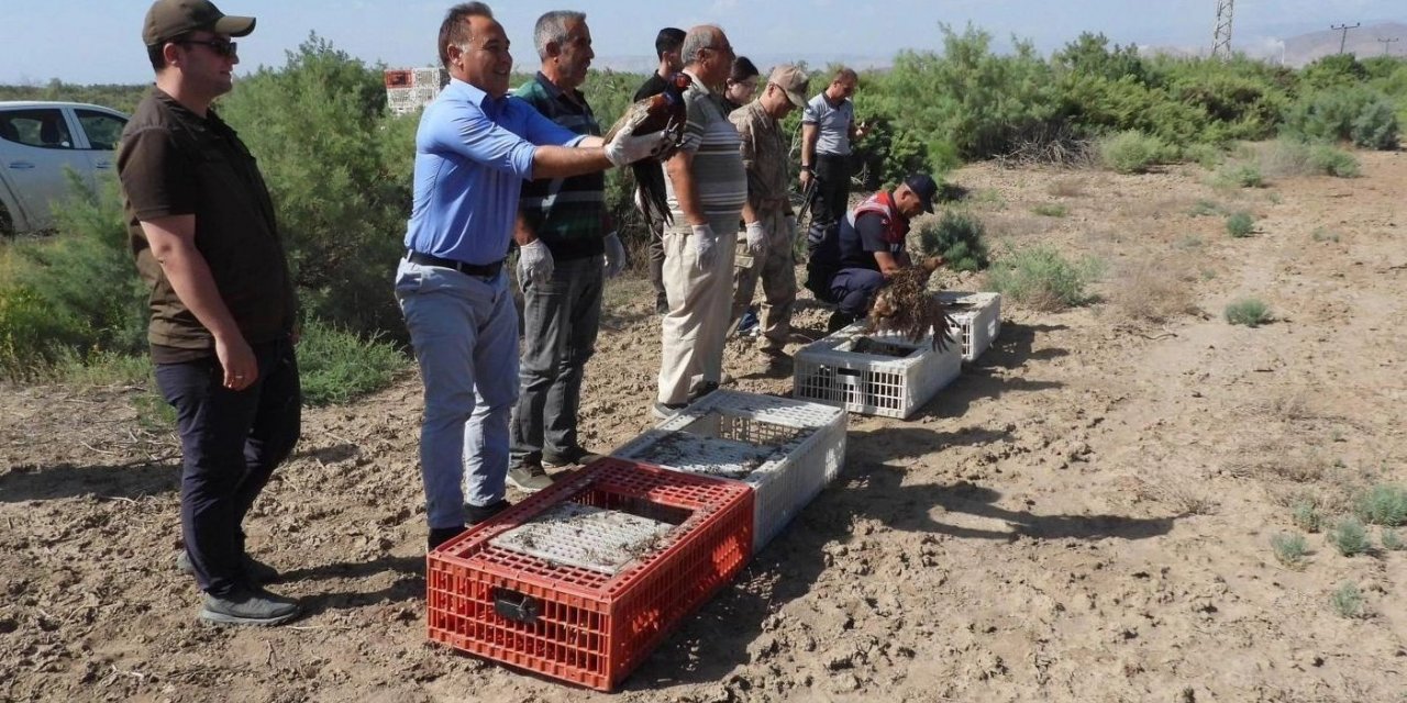 Iğdır’da bin adet sülün doğaya bırakıldı