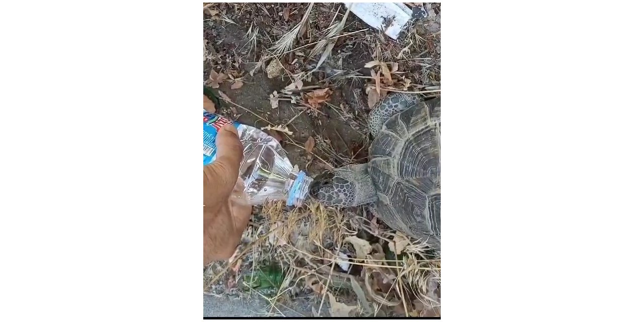 Kaplumbağa kendisine uzatılan şişeden kana kana su içti