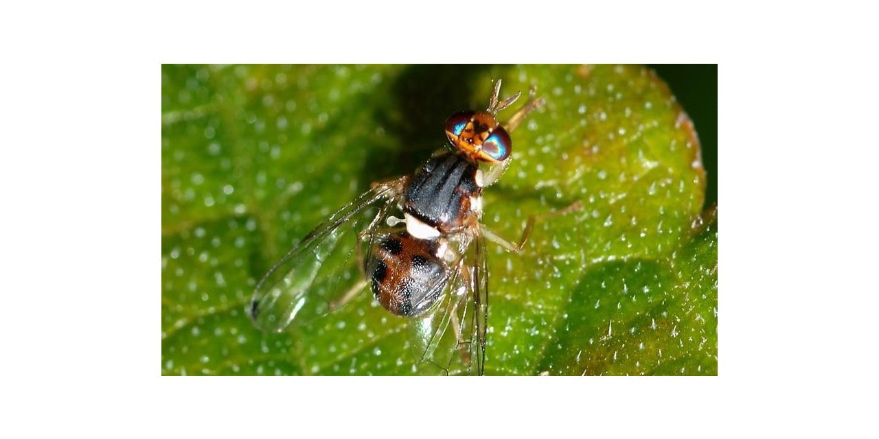 Üreticilere zeytin sineği uyarısı