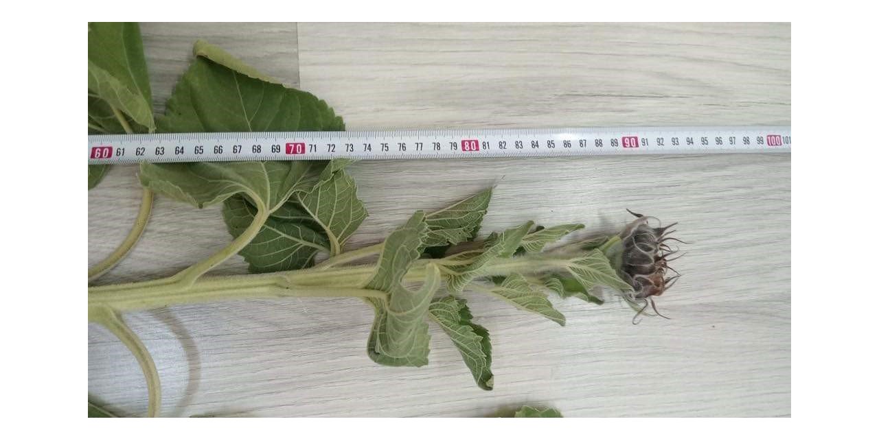 Ayçiçeğinde kuraklık tespit çalışmaları sürüyor