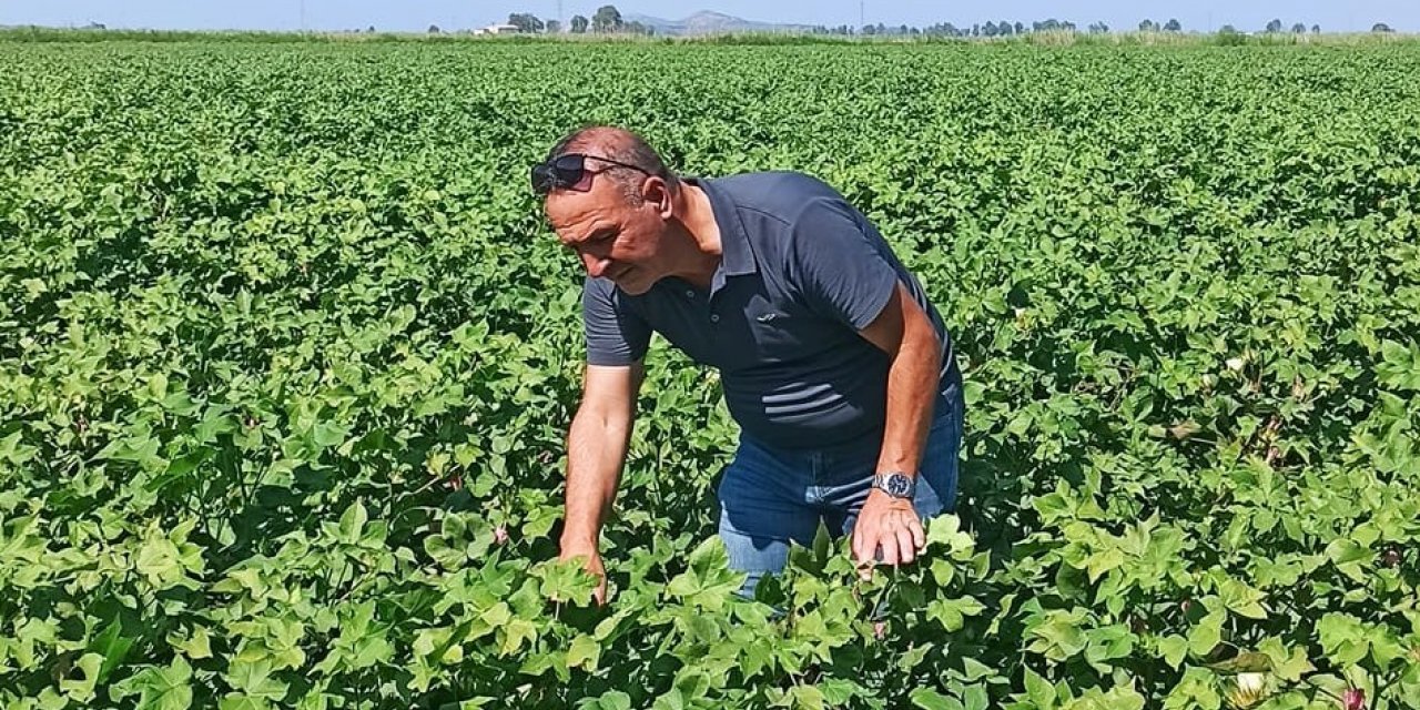 Pamukta yeşilkurt zararlısı yoğunluğuna rastlandı