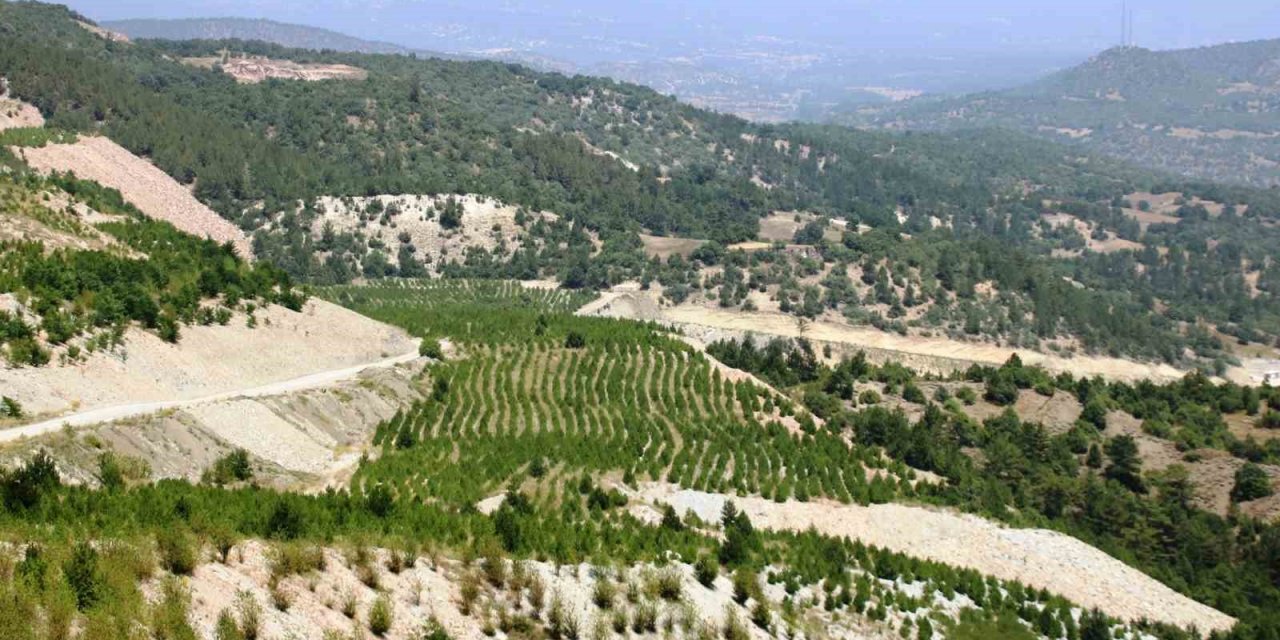 Kütahya’da 22 hektar maden sahasına 78 bin fidan dikildi