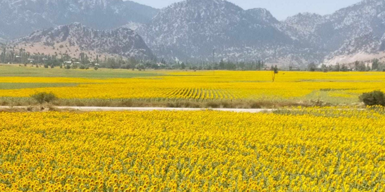 Sarıya bürünen ayçiçeği tarlaları görsel şölen sundu
