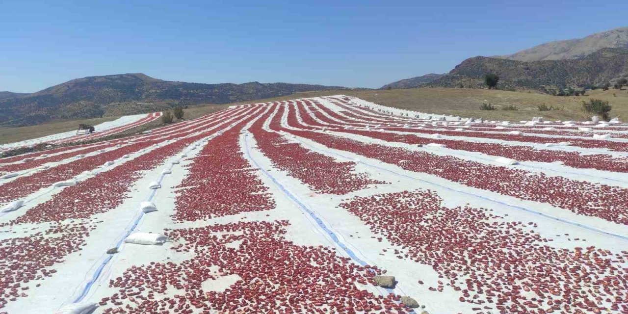 Batman’da ilk defa ekilen kurutmalık domates 100’e yakın ülkeye ihraç ediliyor