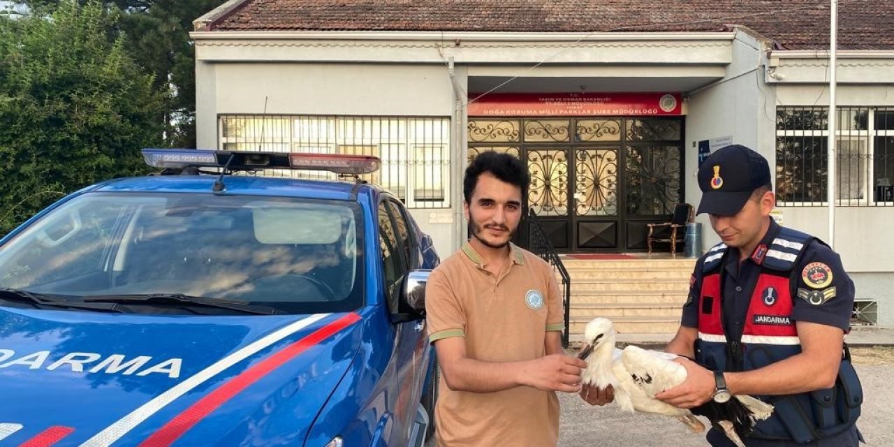 Yaralı halde bulunan leylek tedavi altına alındı