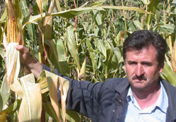 Seyyarlar 'hayvan mısırı'satıyor