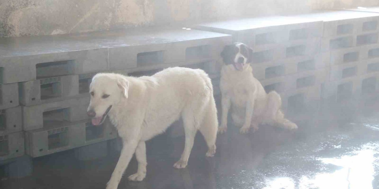 Bağcılar’da barınma merkezindeki sokak hayvanları buharla serinletiliyor