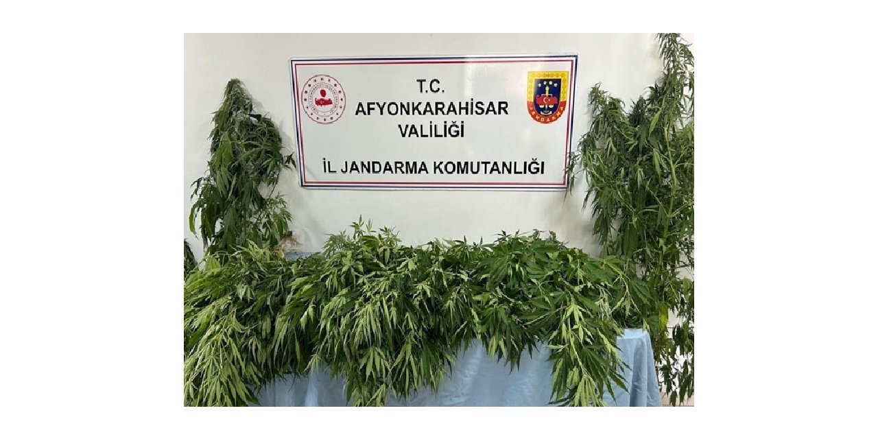 Jandarma 160 kök kenevir ele geçirdi