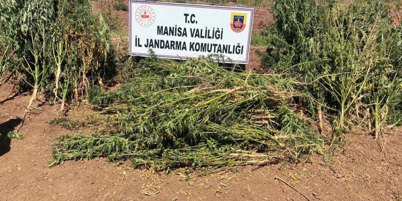 Akhisar ve Soma’da uyuşturucu operasyonu