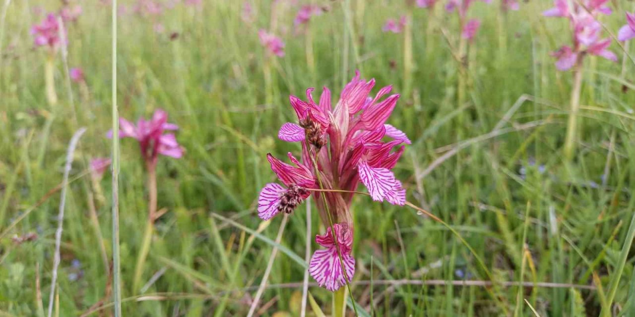 Samsun, salep üretim havzasına dönüşecek