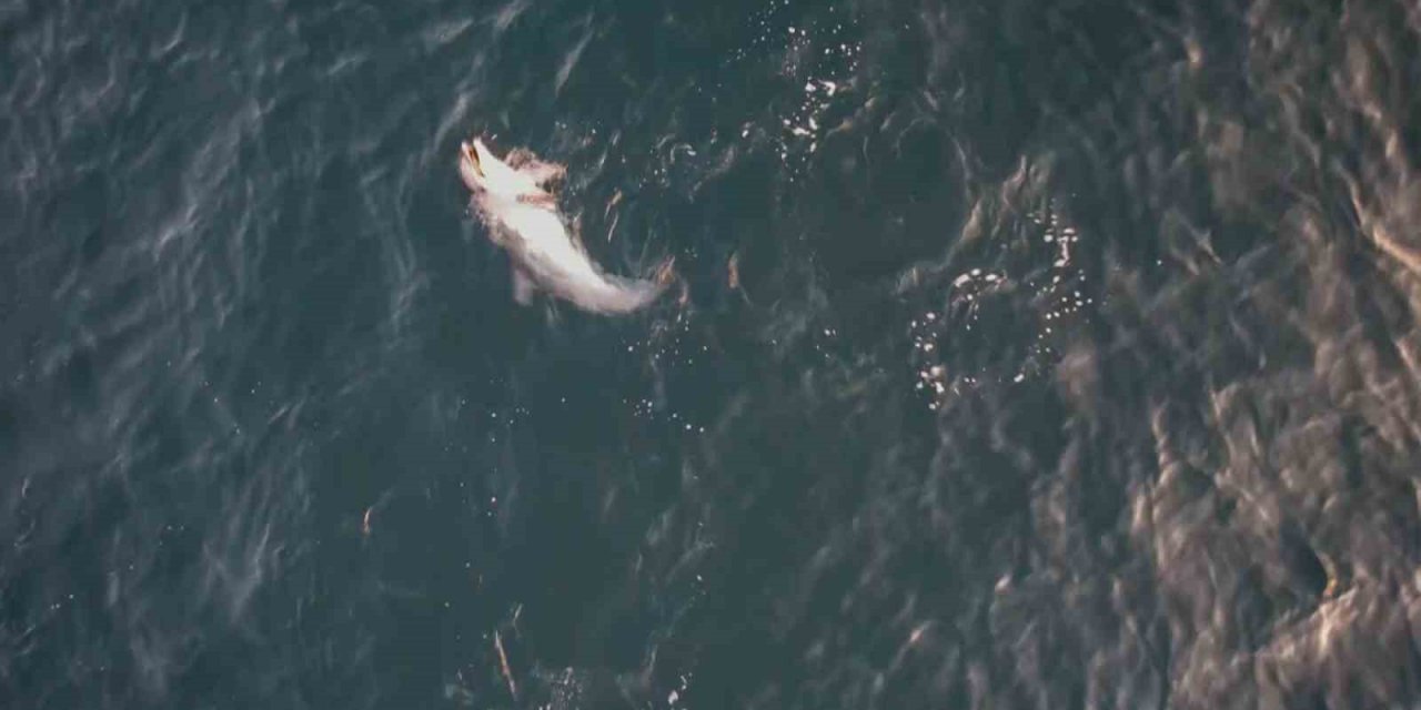 Yunusun minik balıkla av oyunu dron kamerasına yansıdı