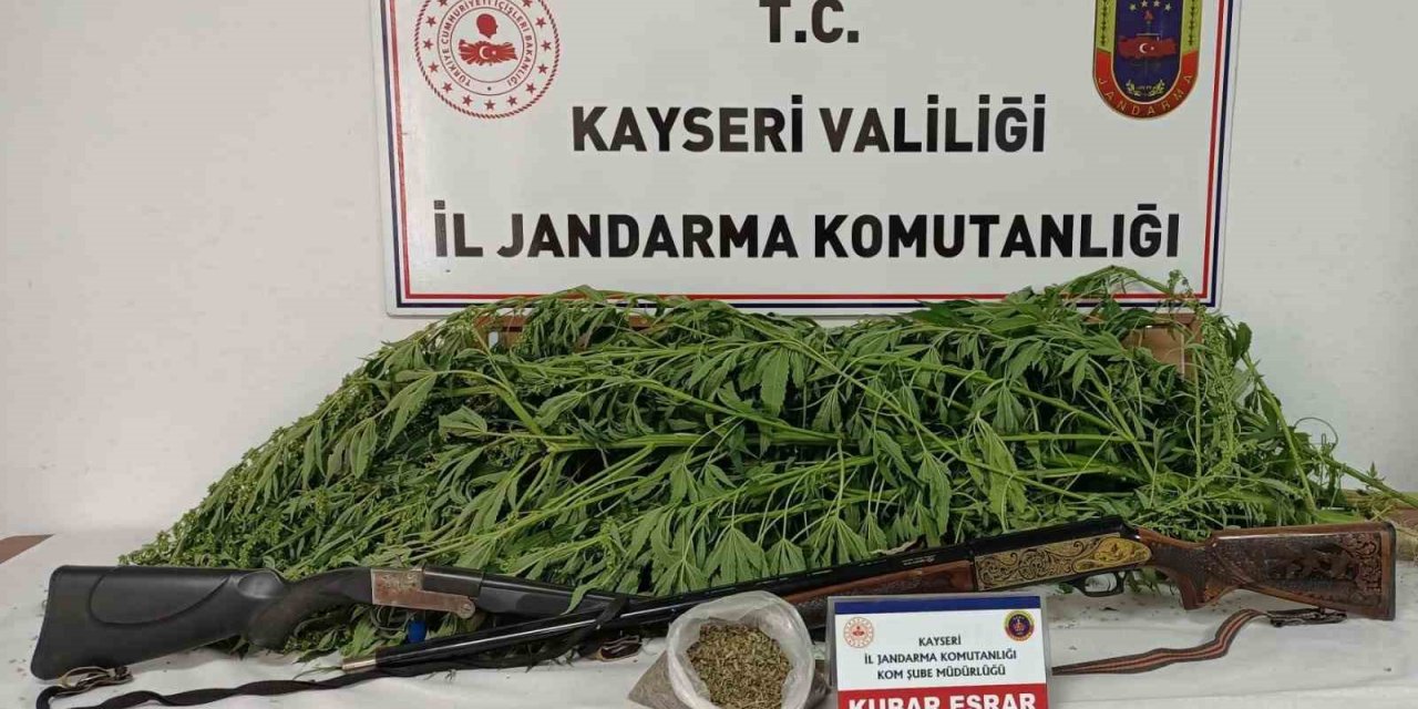 Evin bahçesinde kenevir bulunan şahıs yakalandı