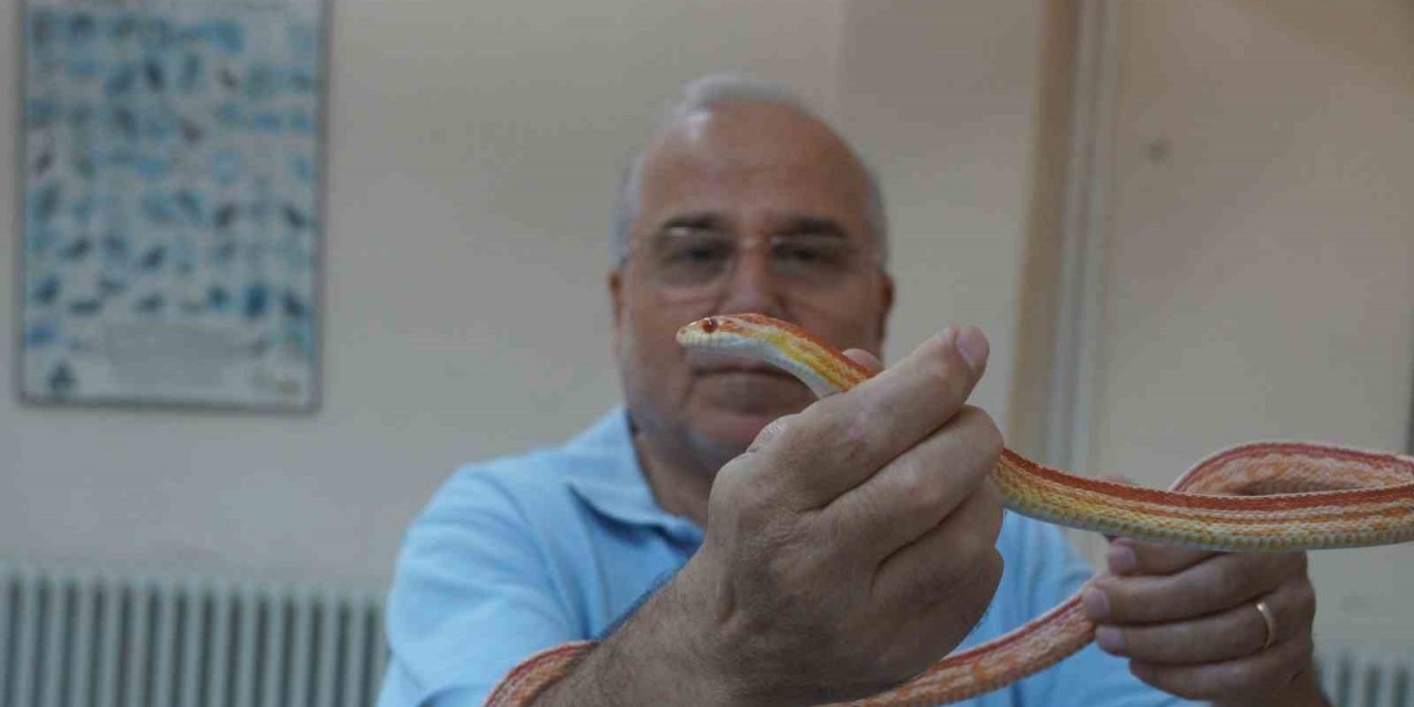 Prof. Dr. Olgun: "Pandemi yılanların sayısını artırdı"