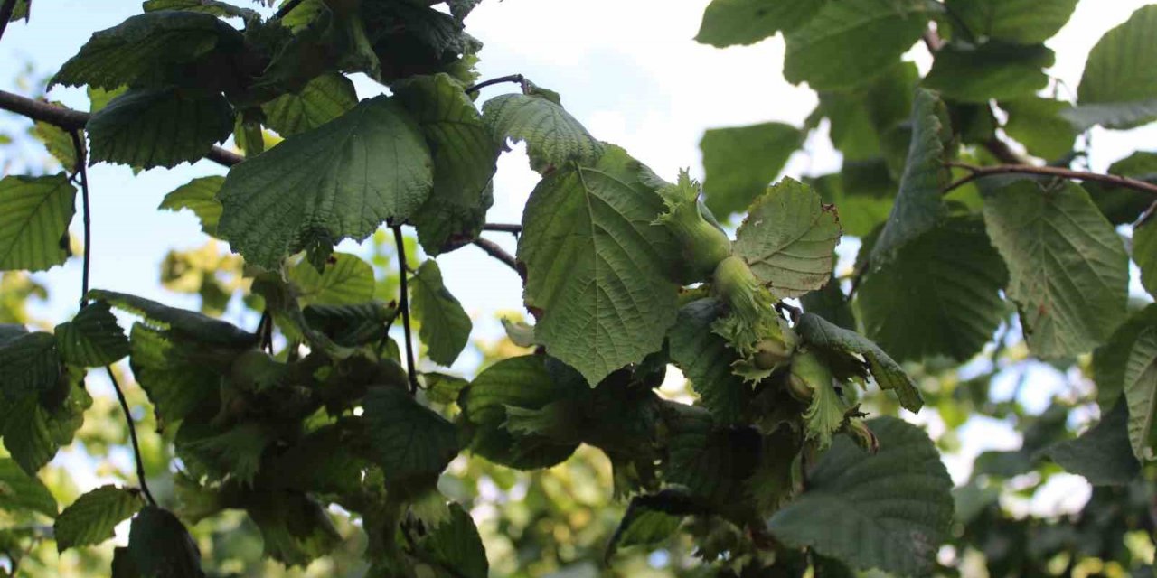 Fındıkta rehabilitasyon çalışmaları