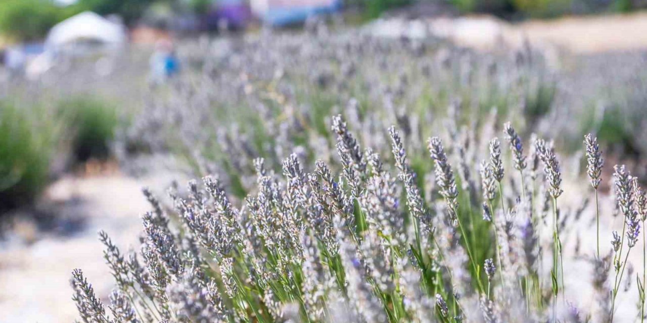 Tarihi Alan’da Lavanta hasadı yapıldı