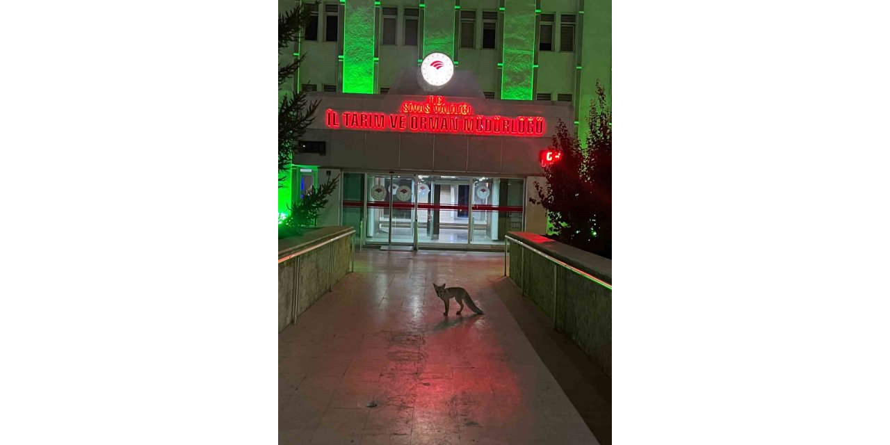 Şehre inen tilkinin beklediği yer düşündürdü