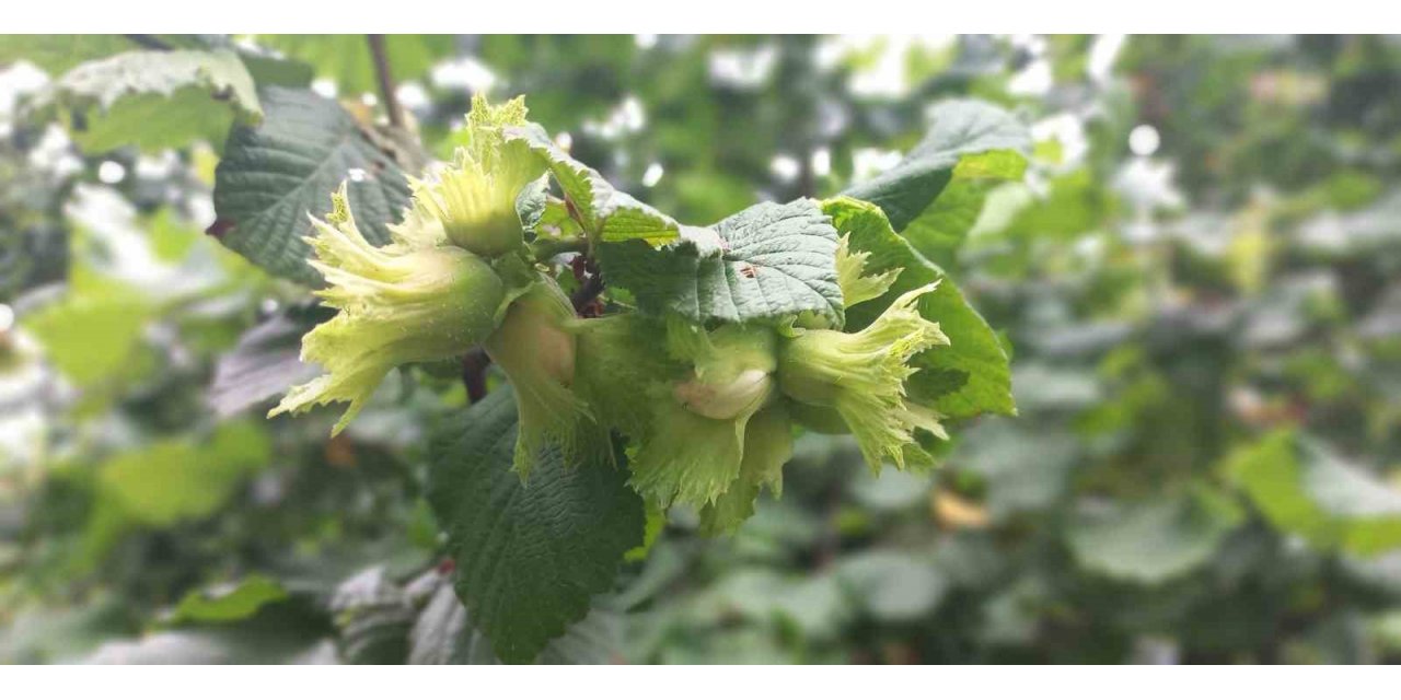 Düzce’de fındık hasat tarihleri belli oldu
