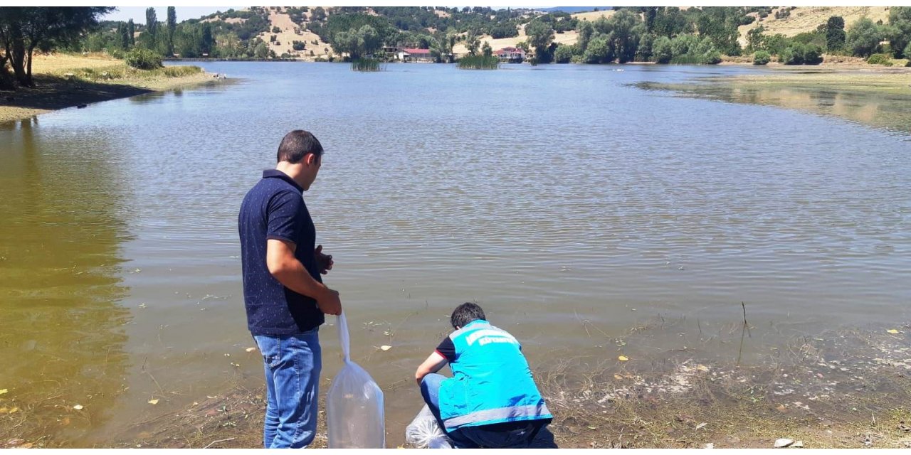 Simav’da 10 gölete 30 bin yavru sazan balığı bırakıldı