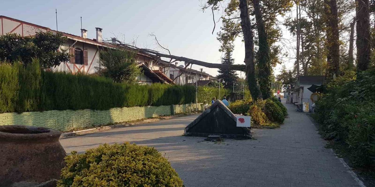 Asırlık çınar ağacı villanın üzerine devrildi, ev sahibi deprem oluyor sandı