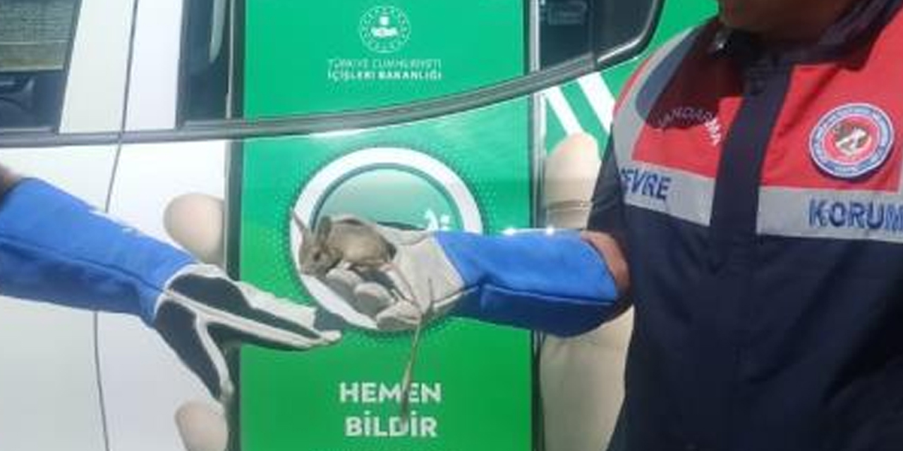 Karaman’da nesli tükenmekte olan Arap Tavşanı bitkin halde bulundu