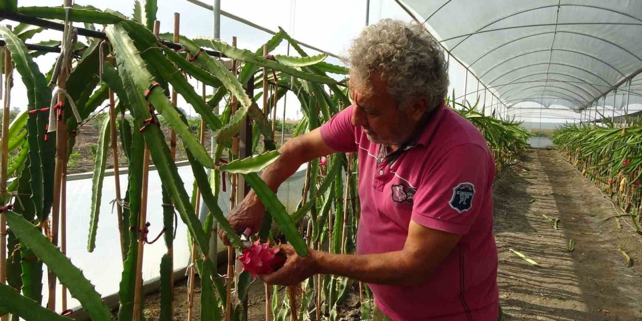 Şehir hayatından kaçtı, ata topraklarında tropik meyve üretimine başladı