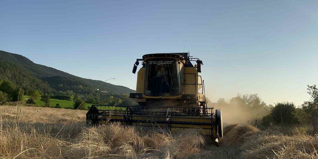 Buğdayın atası ‘siyez’de hasat dönemi başladı