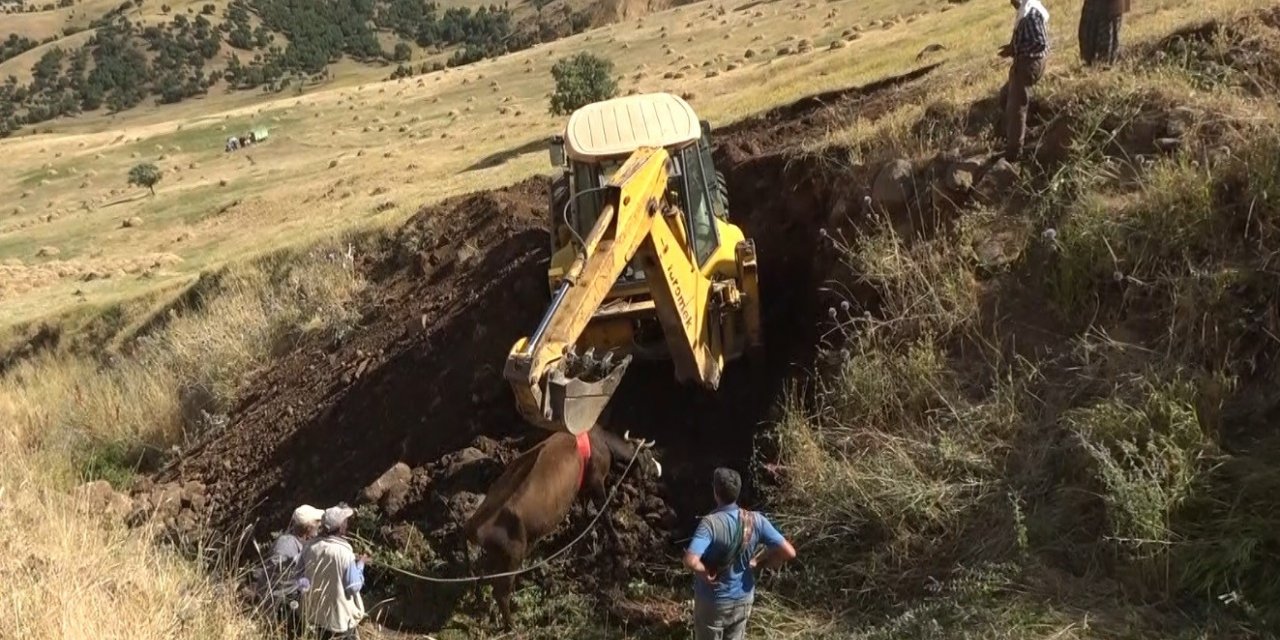 Muş’ta dereye düşen inek iş makinesiyle kurtarıldı
