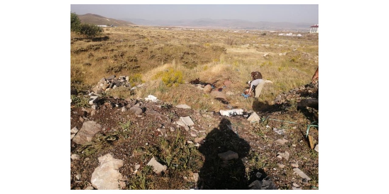 Hayvanlar zifte telef oldu